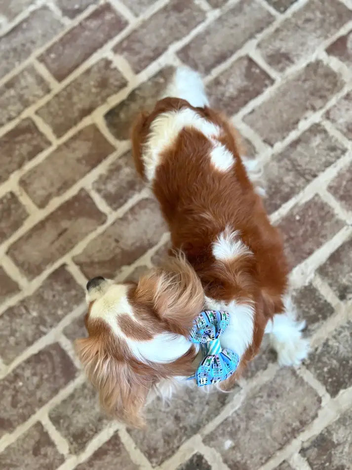Rainbow Row Bow Tie - Blue and Green
