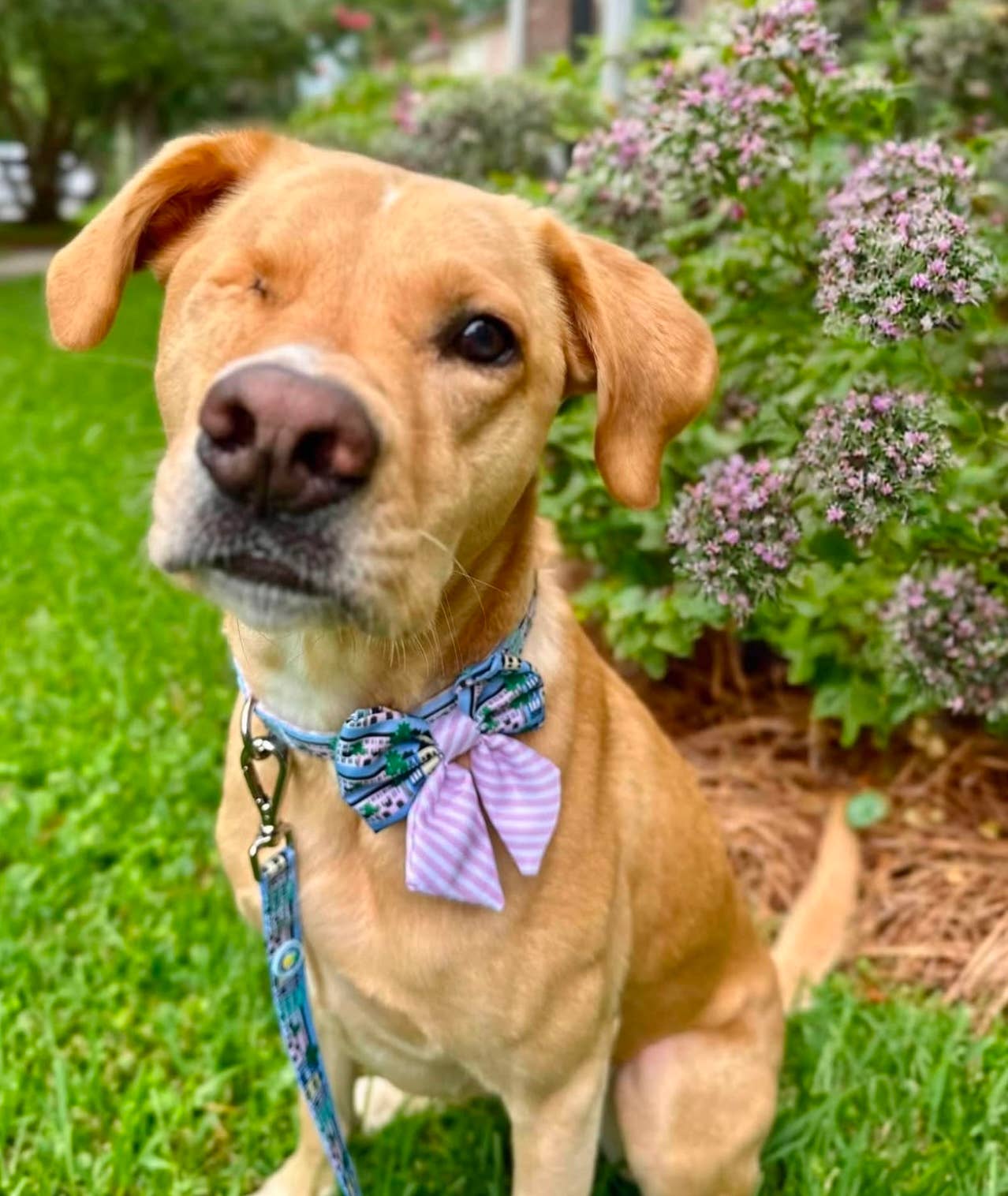 Rainbow Row Bow Tie - Pink