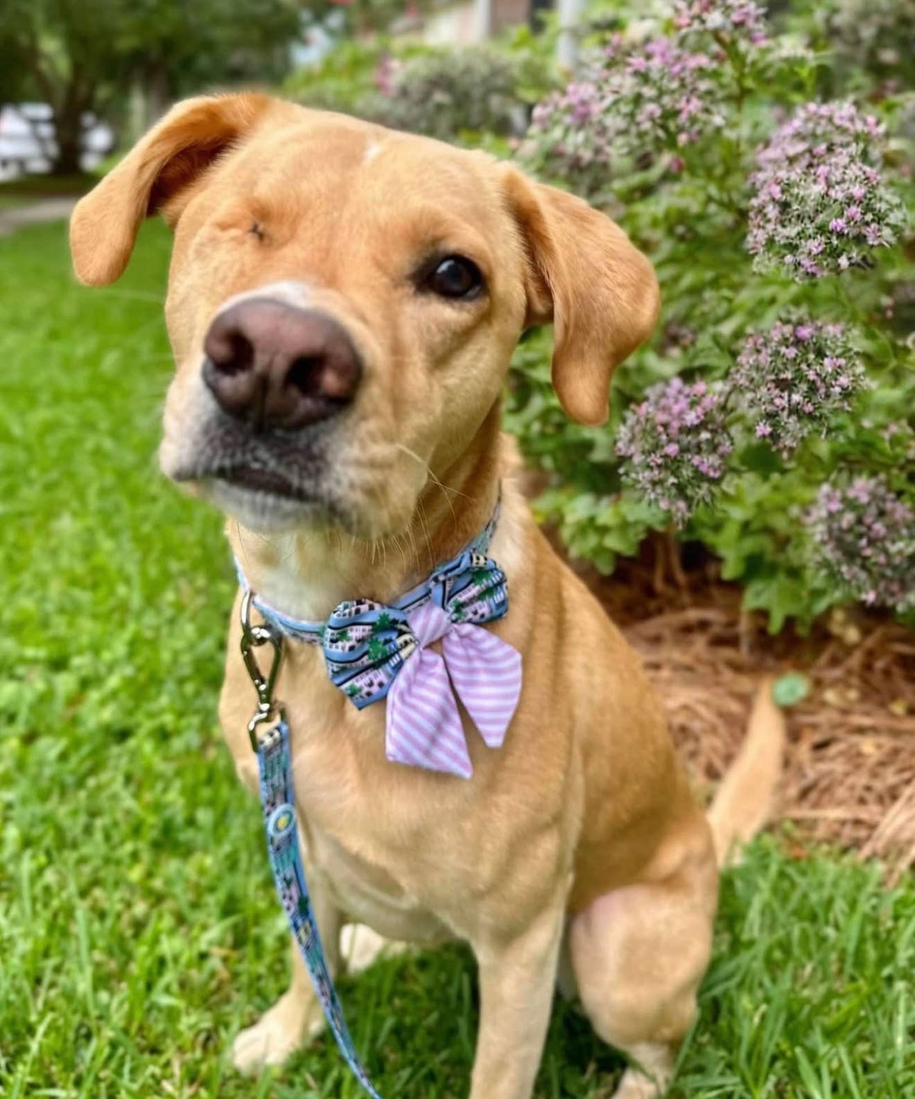 Rainbow Row Bow Tie - Blue and Green