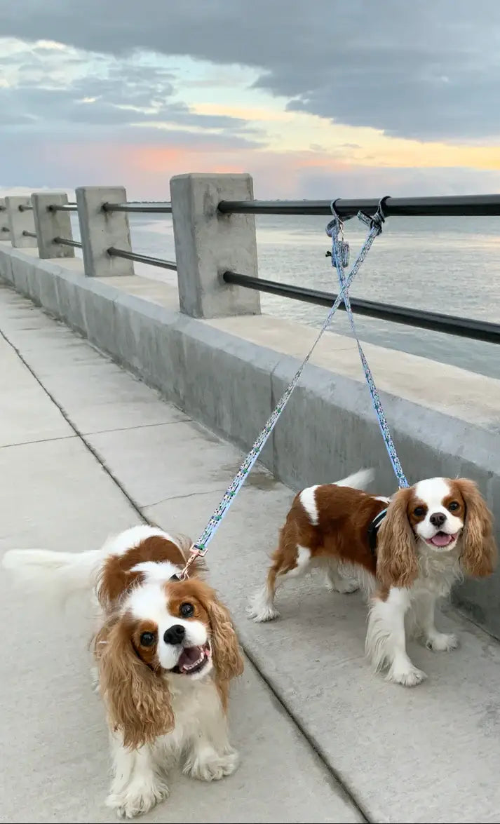 Rainbow Row Leash - Charleston Edition